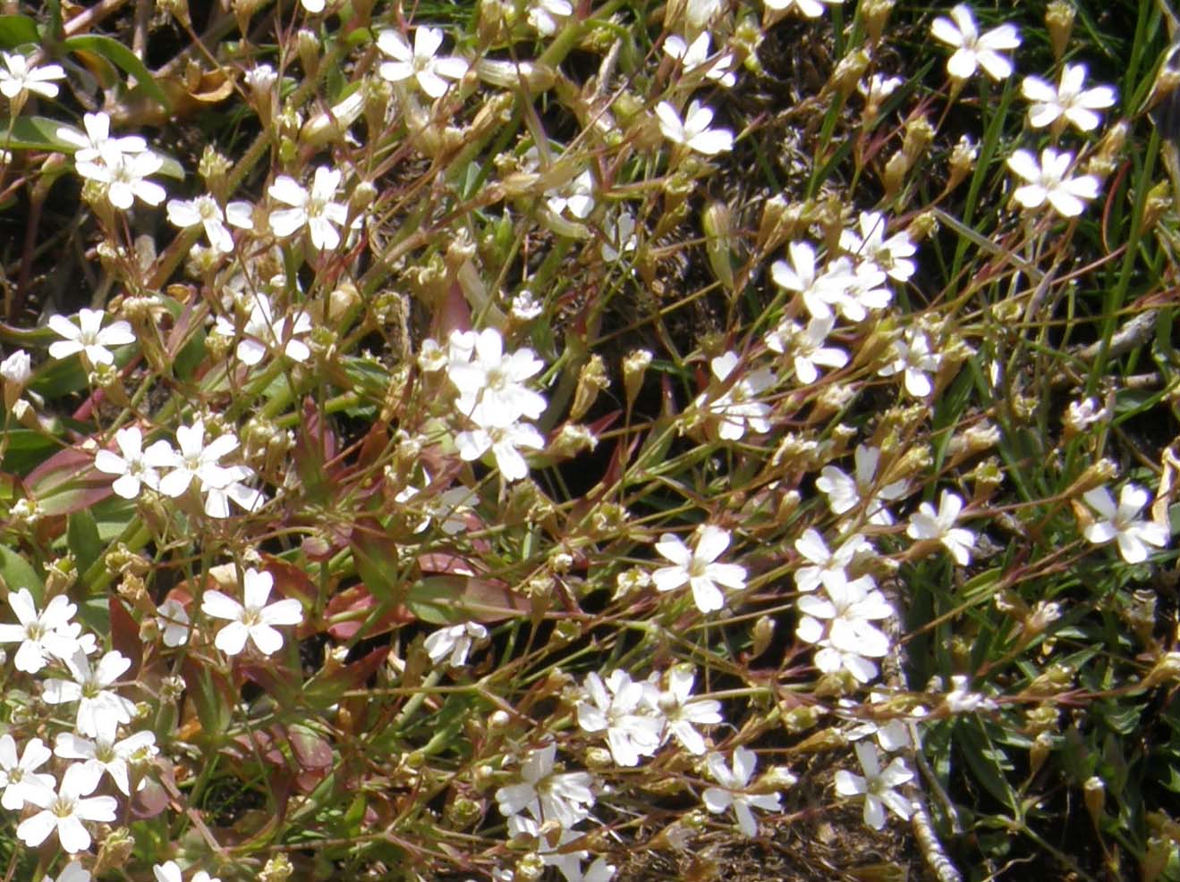 Atocion rupestre (=Silene rupestris) / Silene delle rupi