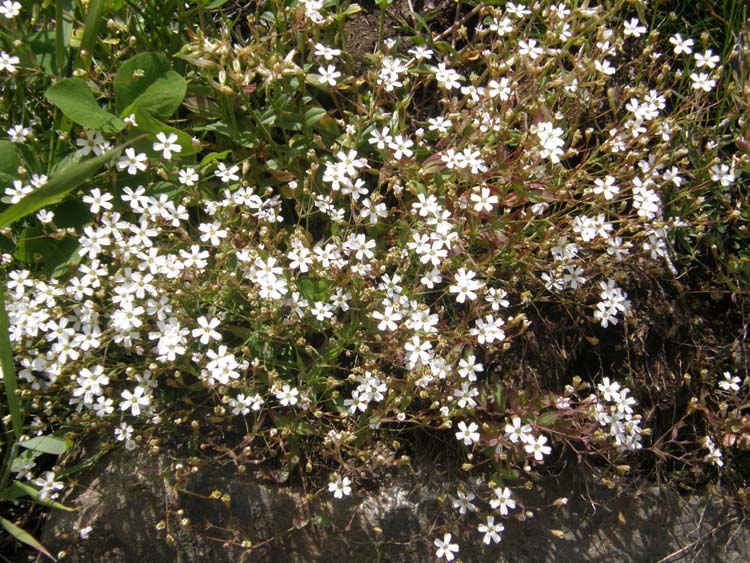 Atocion rupestre (=Silene rupestris) / Silene delle rupi