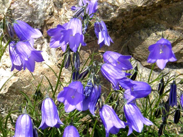 Campanula scheuchzeri