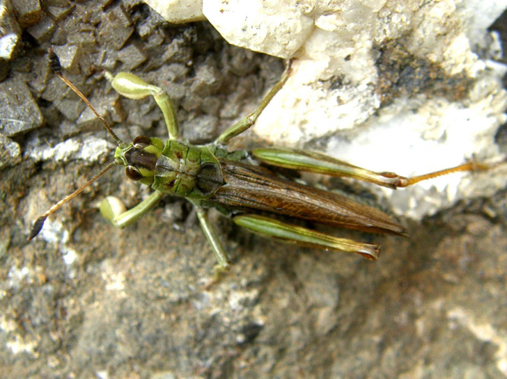 Un''altra cavalletta...alpina - Gomphocerus sibiricus