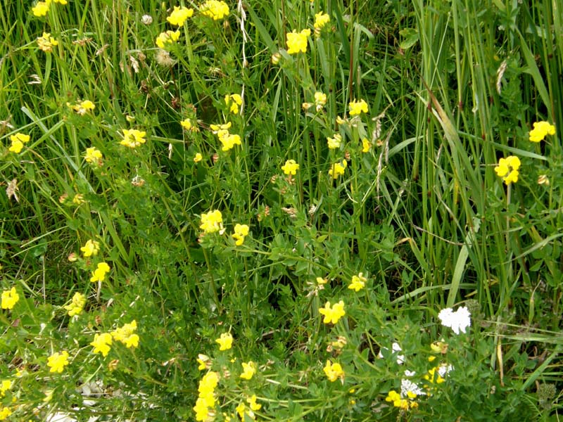 Lotus dal lungo stelo - Lotus cornicolatus (Fabaceae)
