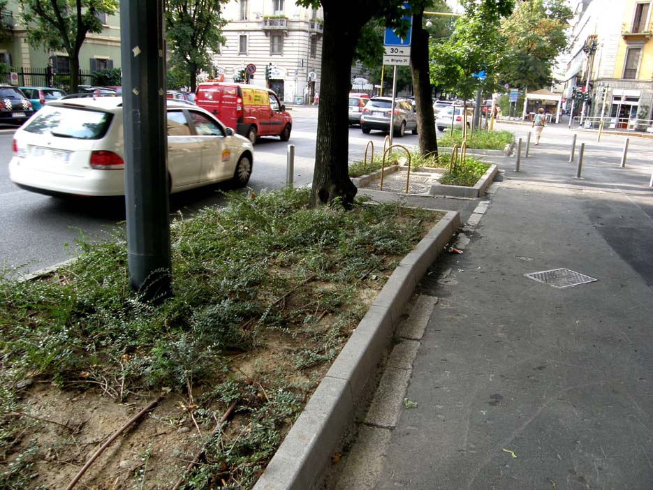 Eclipta prostrata (Asteraceae) a Milano