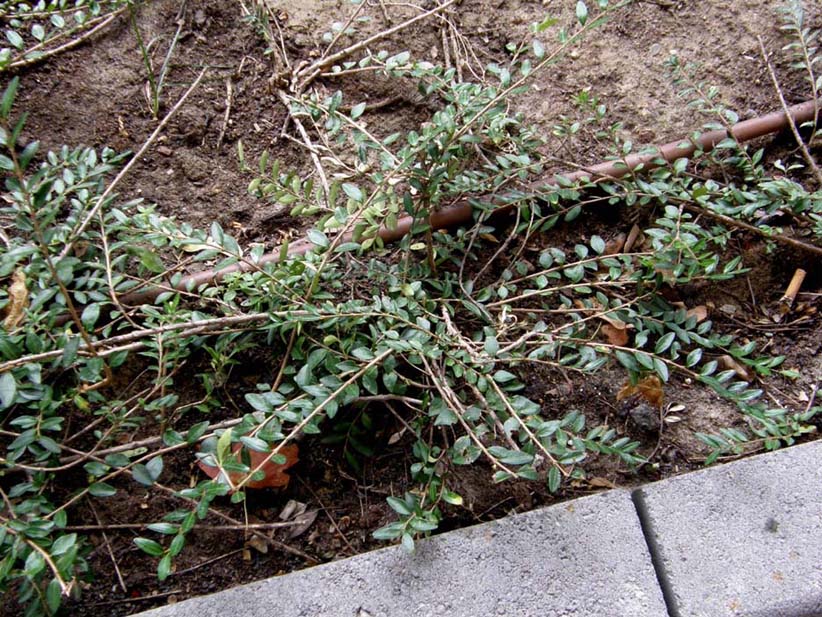 Eclipta prostrata (Asteraceae) a Milano