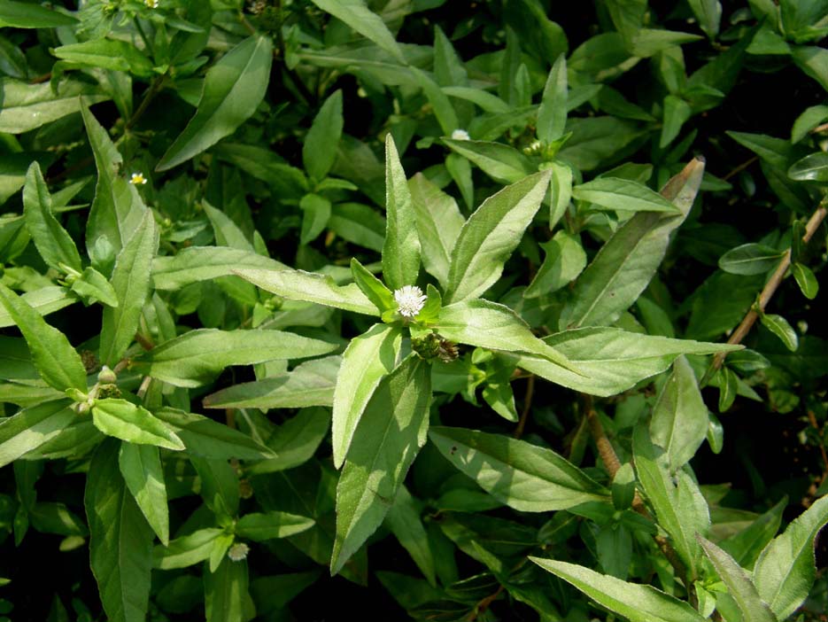 Eclipta prostrata (Asteraceae) a Milano