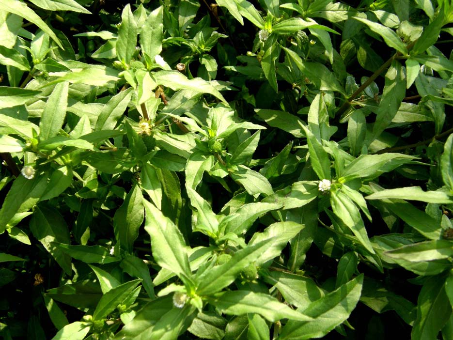 Eclipta prostrata (Asteraceae) a Milano