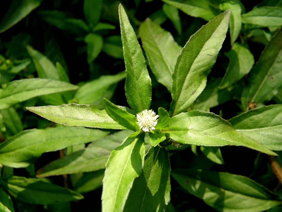 Eclipta prostrata (Asteraceae) a Milano