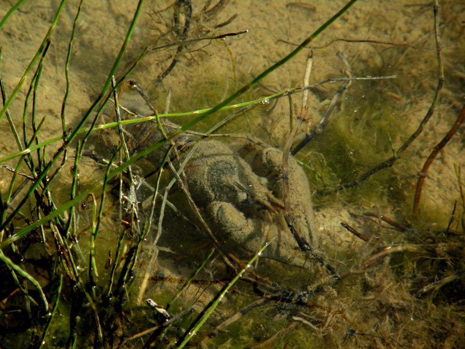 Gambero d''acqua dolce Orconectes limosus