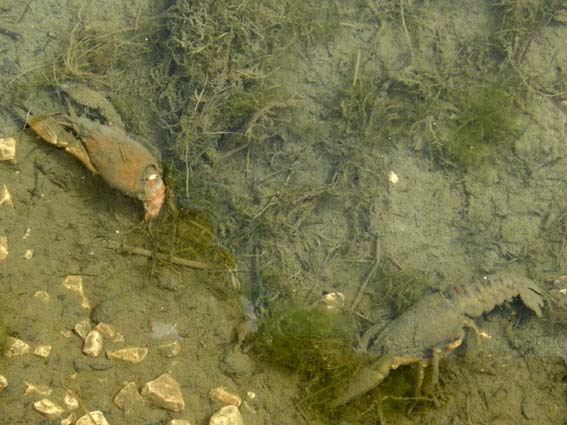 Gambero d''acqua dolce Orconectes limosus