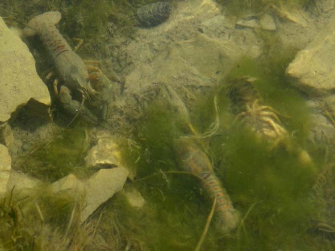 Gambero d''acqua dolce Orconectes limosus