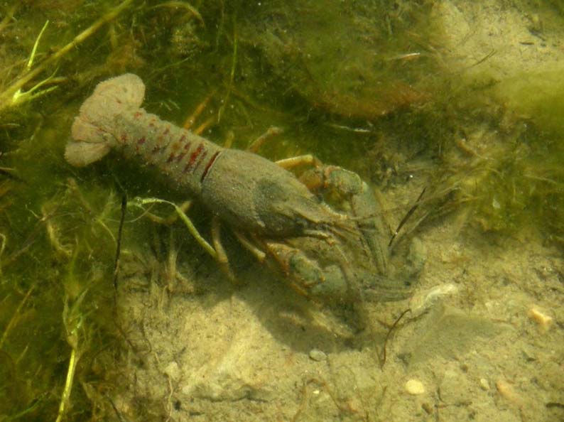 Gambero d''acqua dolce Orconectes limosus