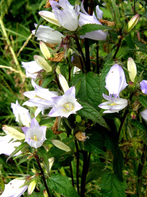 Campanule bianche - Campanula trachelium
