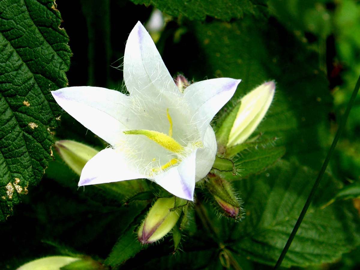 Campanule bianche - Campanula trachelium