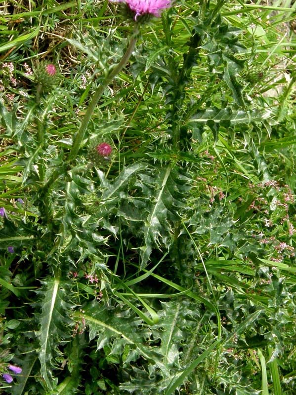 Carduus nutans