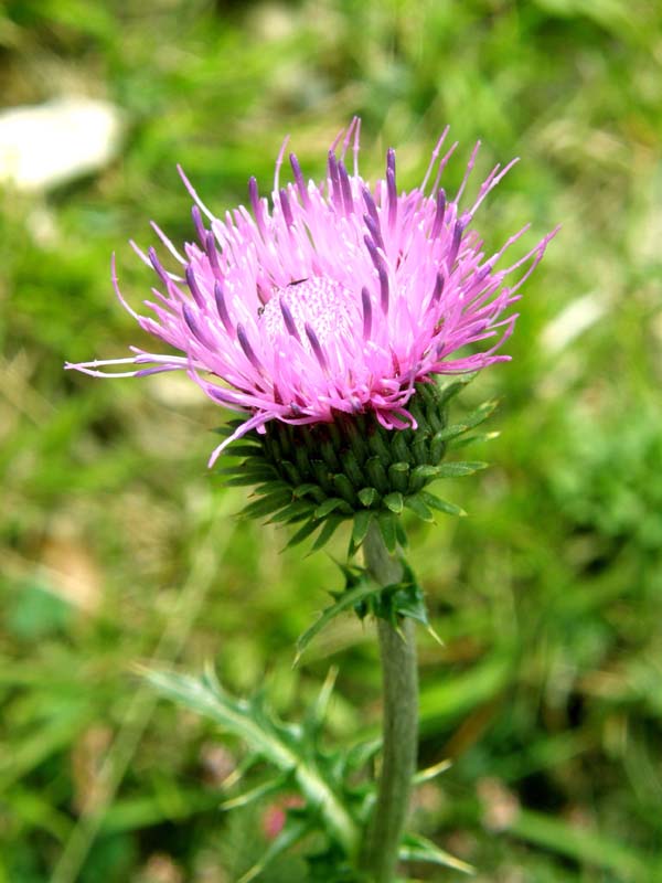 Carduus nutans