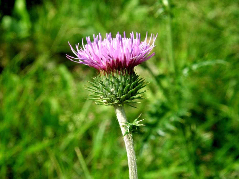Carduus nutans