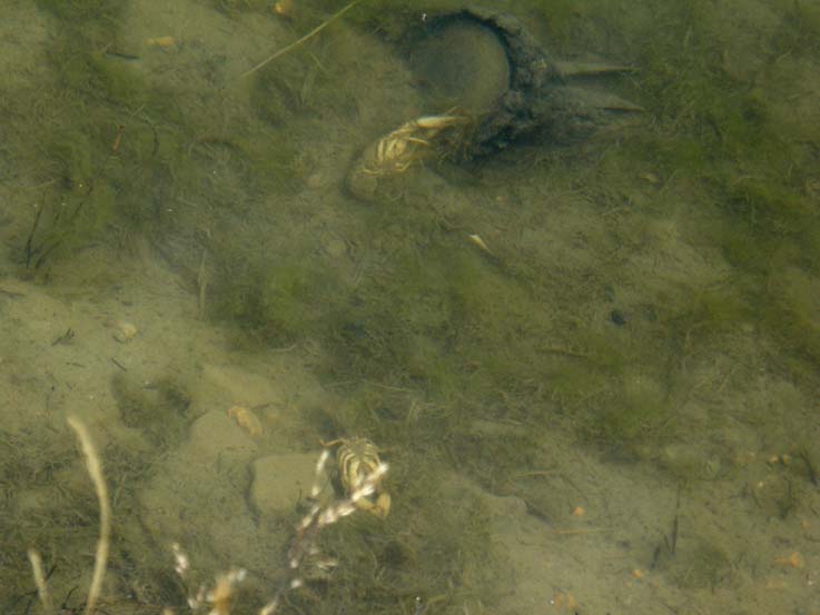 Gambero d''acqua dolce Orconectes limosus