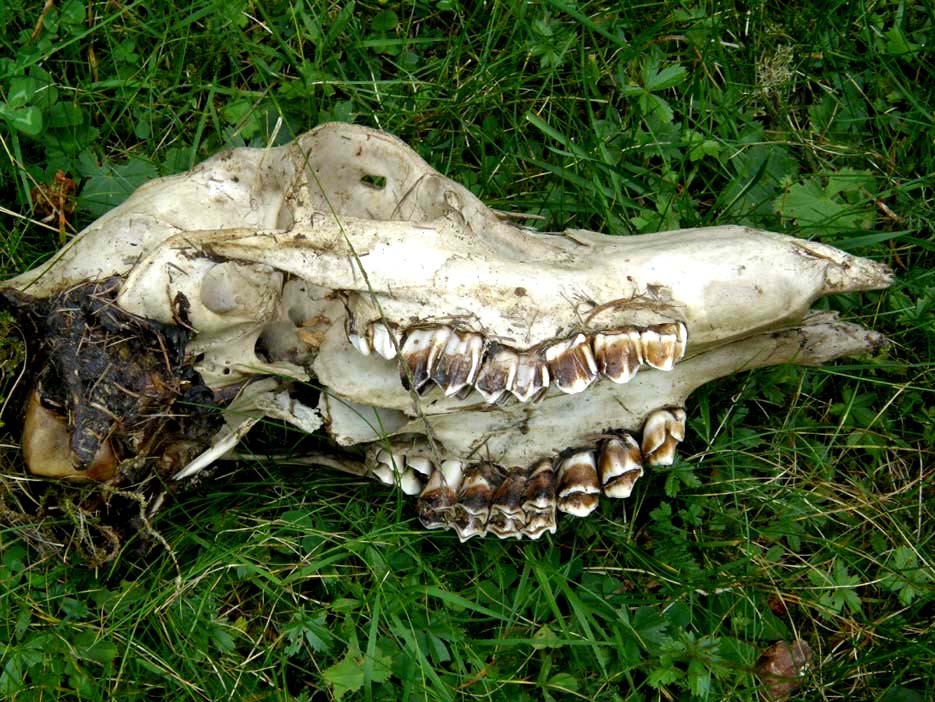 Cranio da identificare