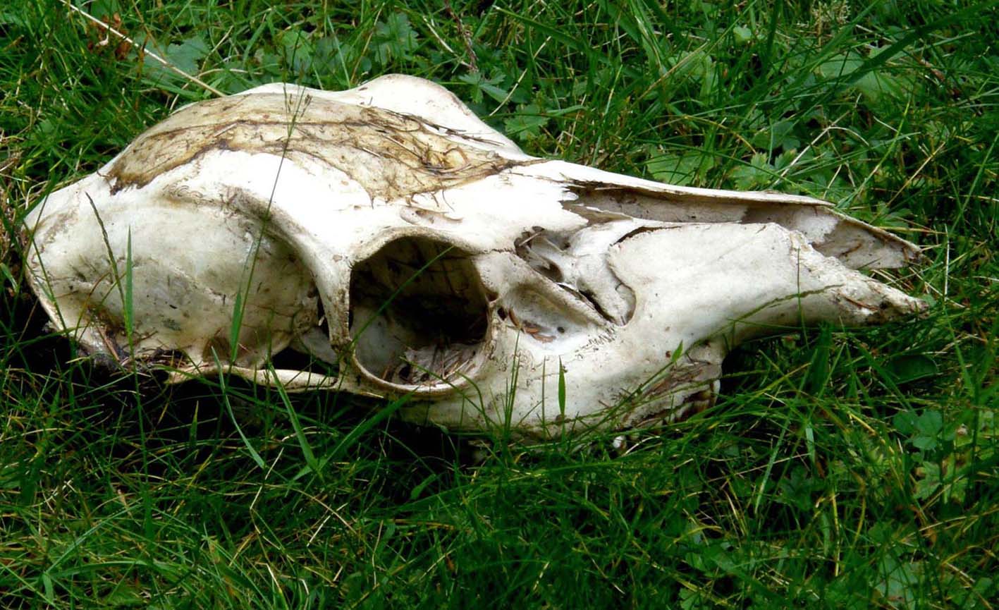 Cranio da identificare
