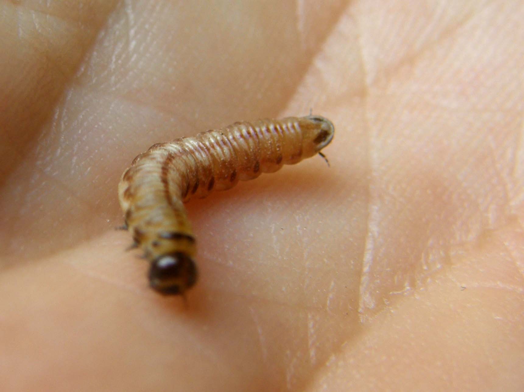 larva di Acantholyda erythrocephala (Pamphiliidae)