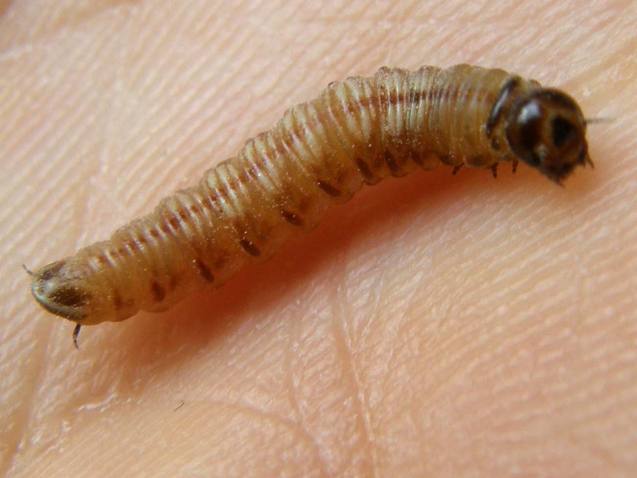 larva di Acantholyda erythrocephala (Pamphiliidae)