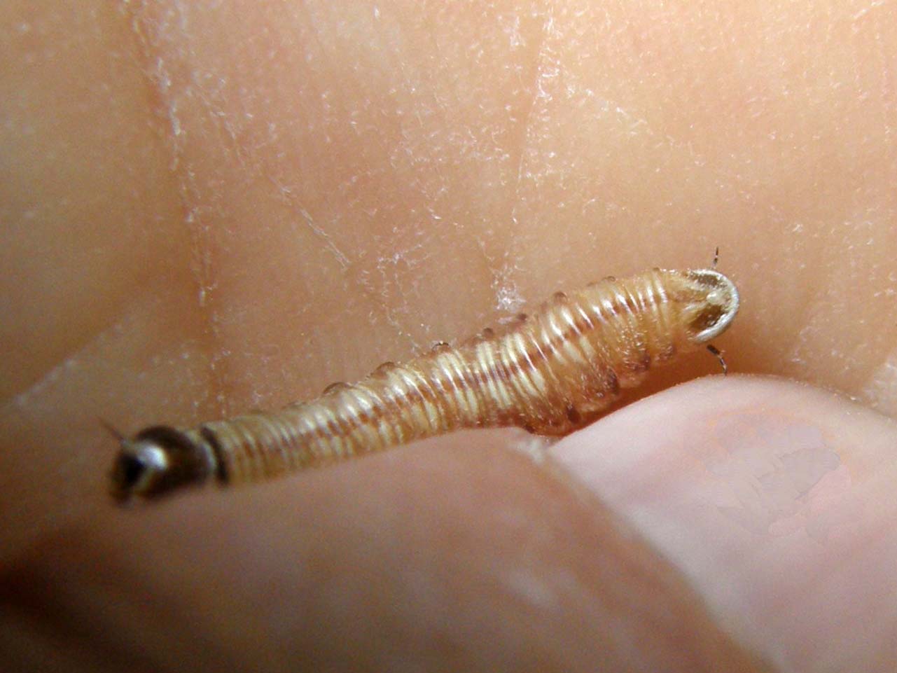 larva di Acantholyda erythrocephala (Pamphiliidae)