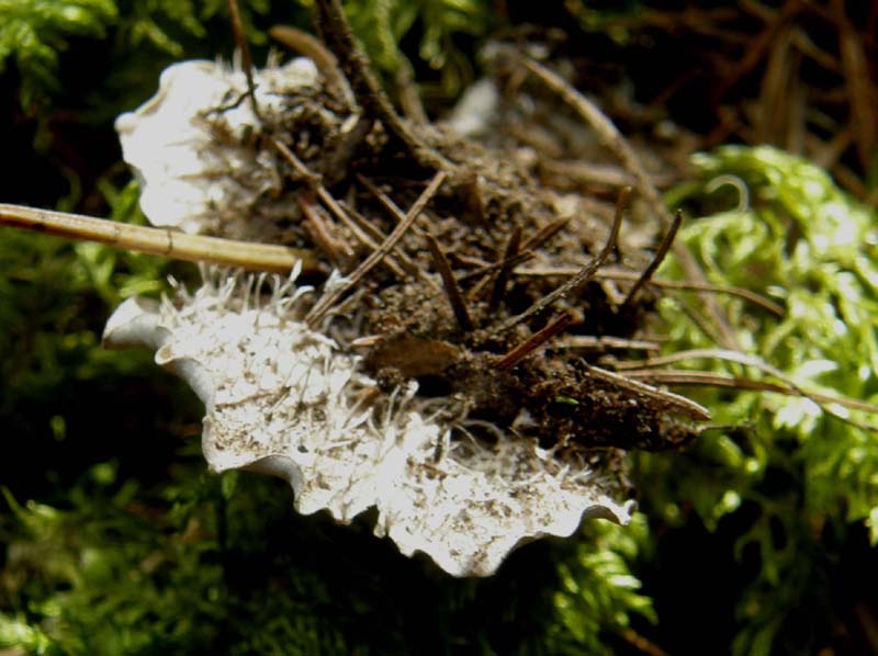 Peltigera sp. ?
