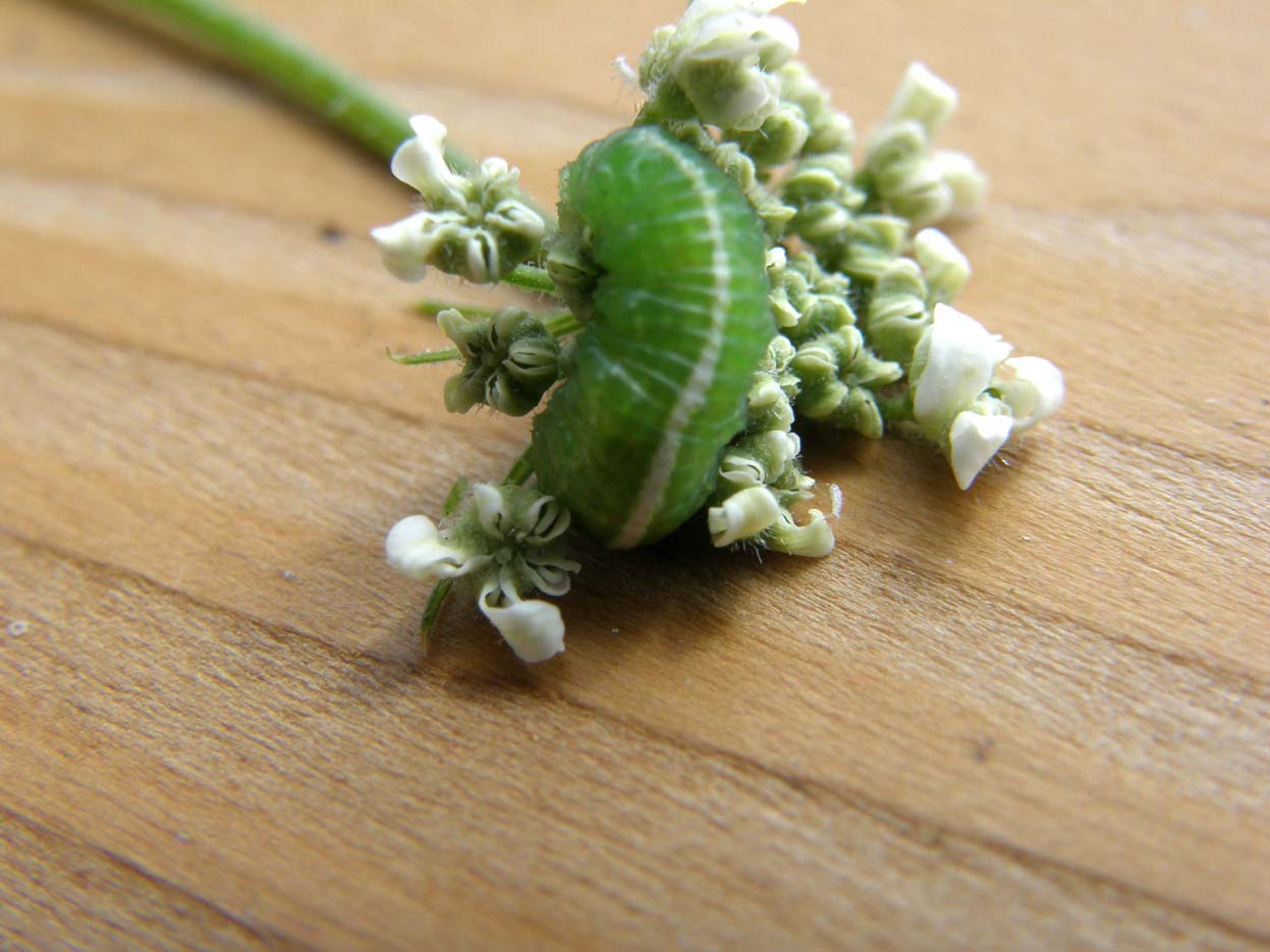 Bruco verde con striscia bianca:larva Syrphidae