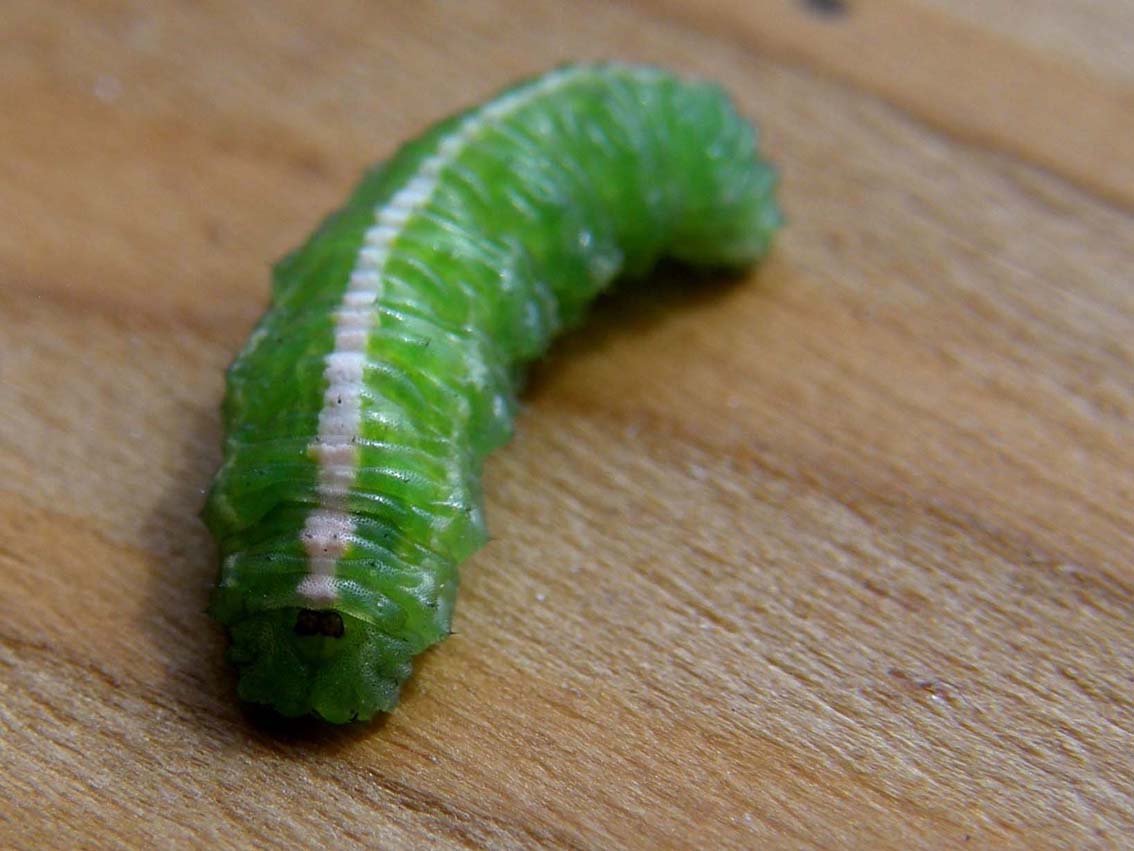 Bruco verde con striscia bianca:larva Syrphidae