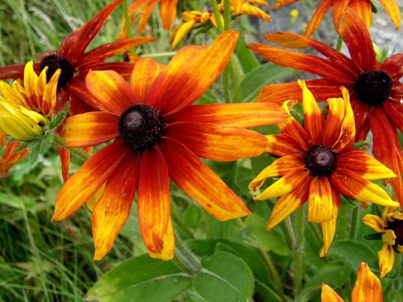 Rudbeckia hirta / Rudbeckia irta