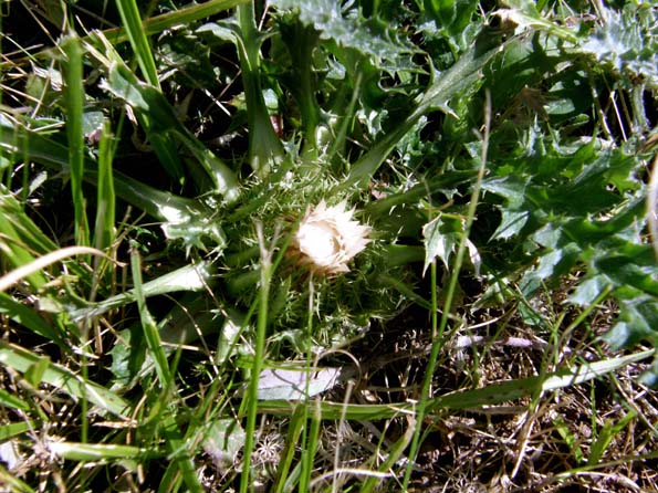 Cardo bianco - Carlina acaulis