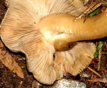 Fungo con lumaca tra le lamelle