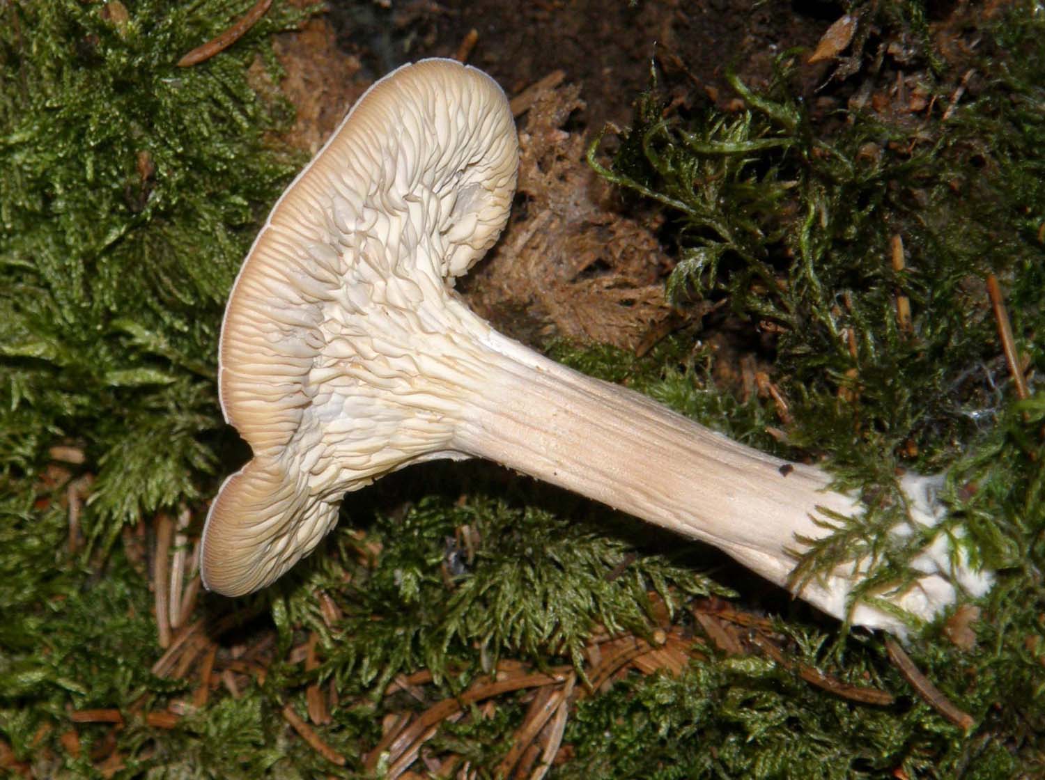 Una colonna col suo capitello