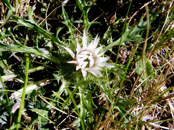 Cardo bianco - Carlina acaulis