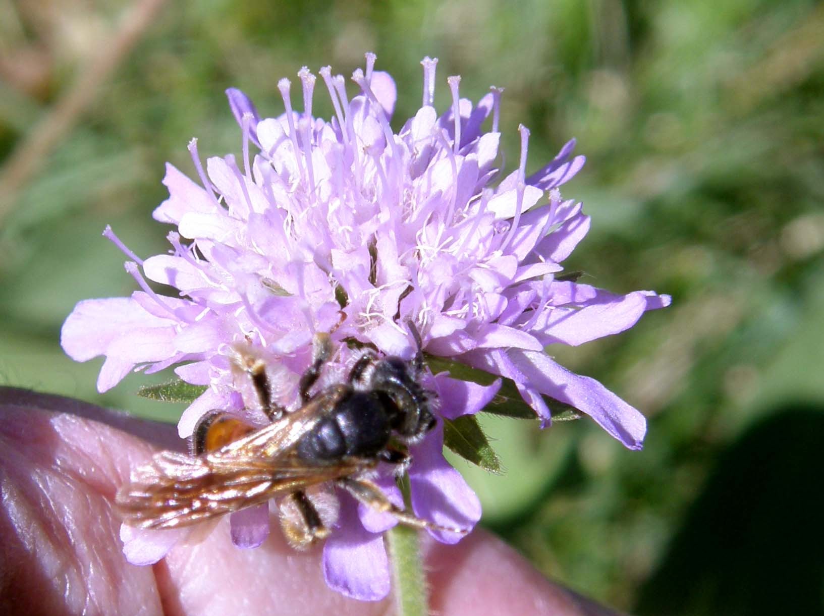 Andrena hattorfiana (Apidae Andreninae)