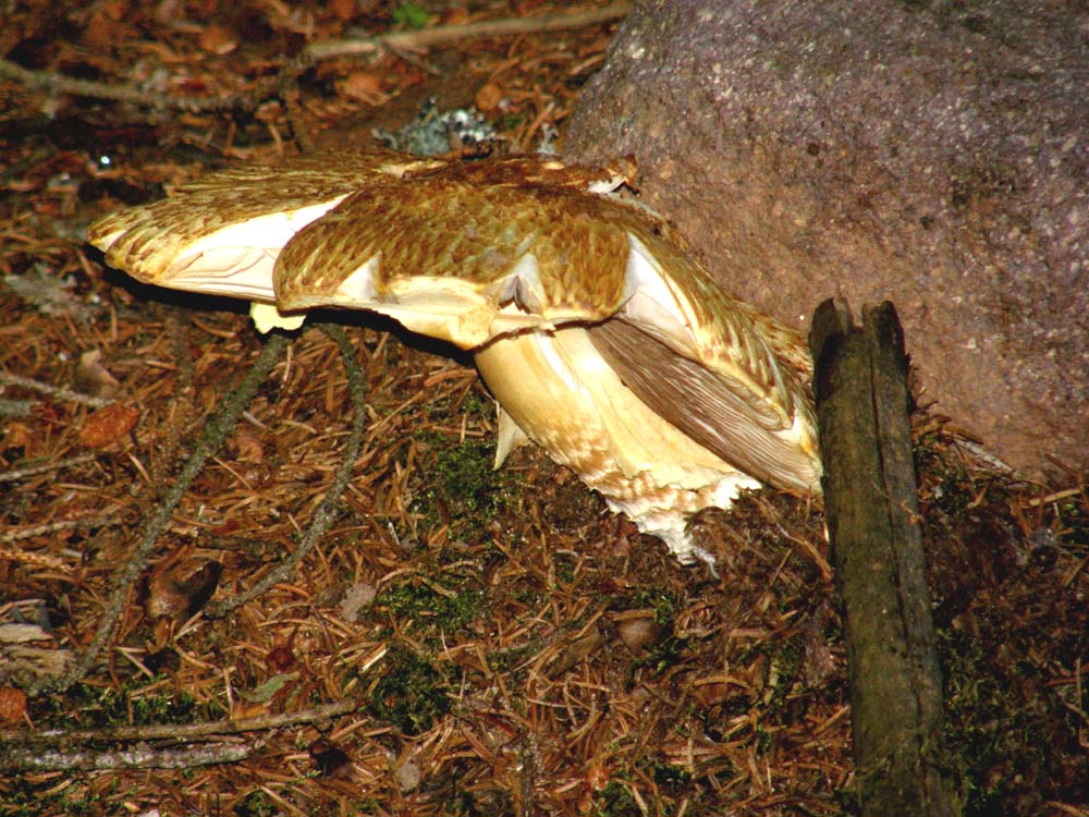 Cresciuto contro un sasso