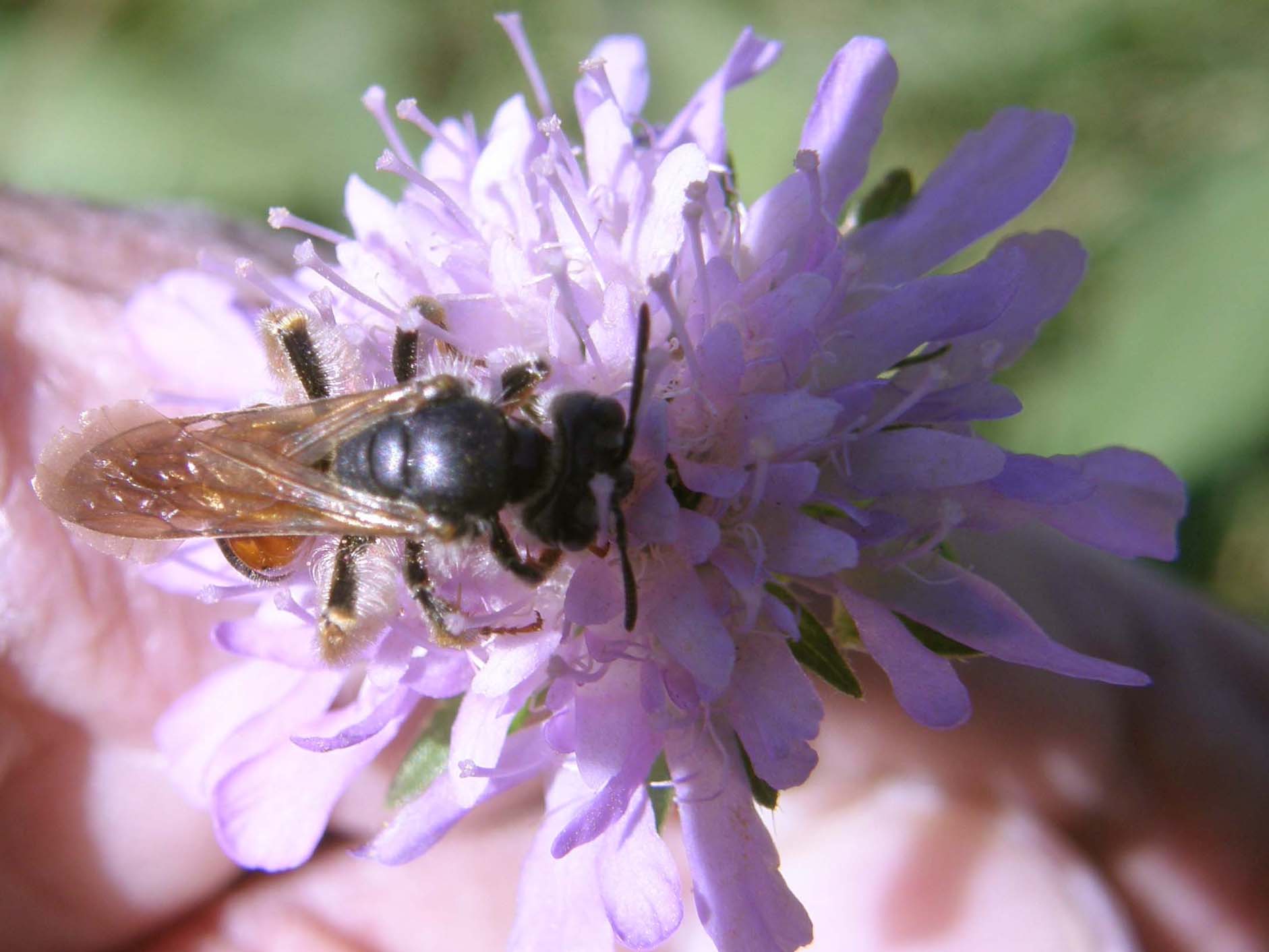 Andrena hattorfiana (Apidae Andreninae)