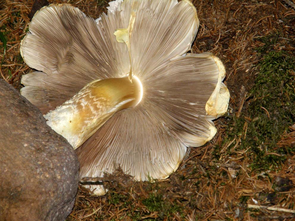 Cresciuto contro un sasso