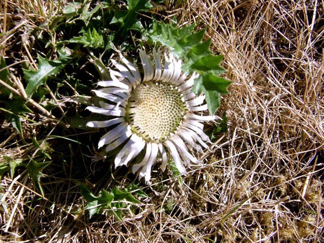 Cardo bianco - Carlina acaulis