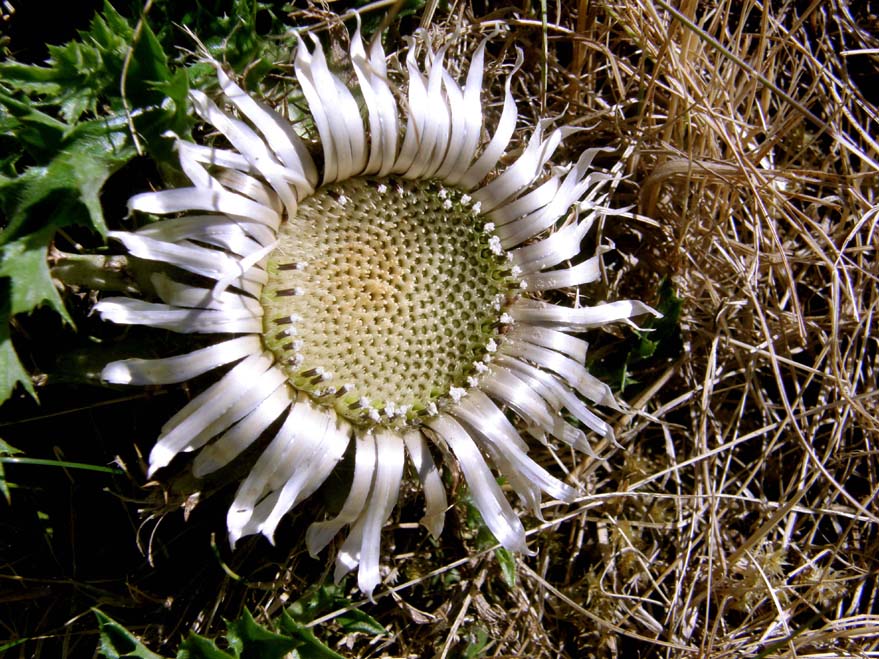 Cardo bianco - Carlina acaulis