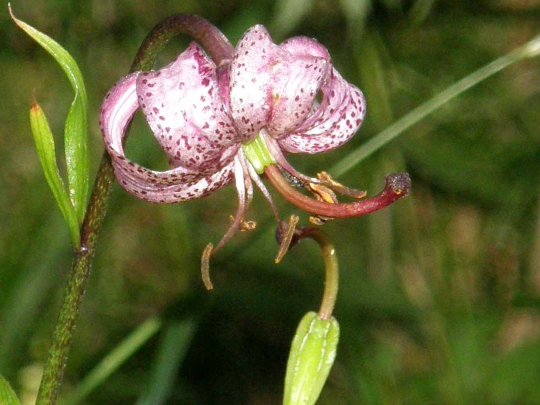 Lilium martagon / Giglio martagone