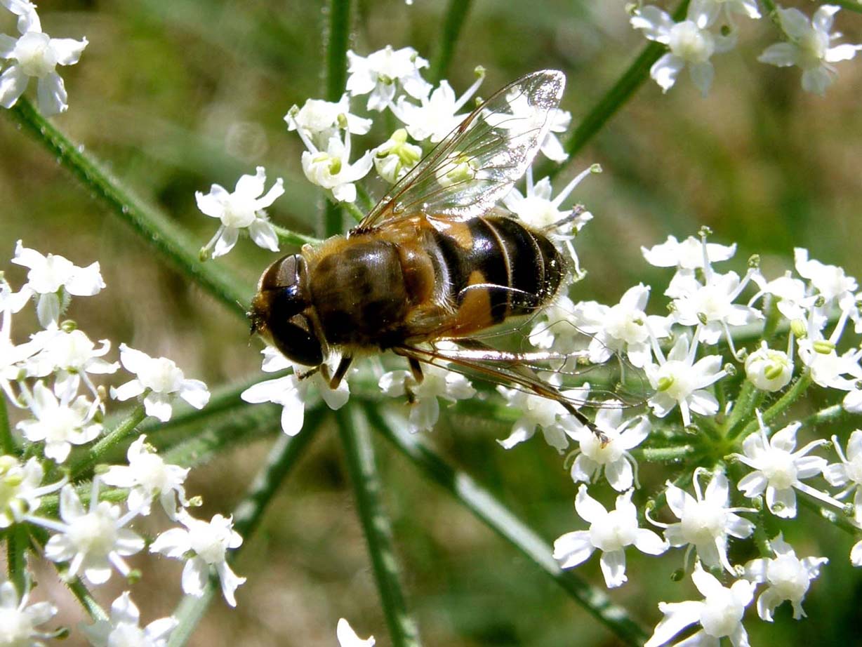 Syrphidae-.Eristalis tensx