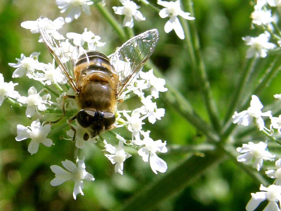 Syrphidae-.Eristalis tensx