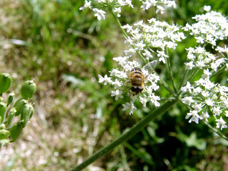 Syrphidae-.Eristalis tensx