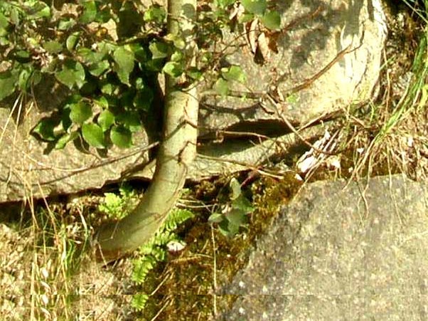 Alberello: cfr. Salix caprea (Salicaceae)