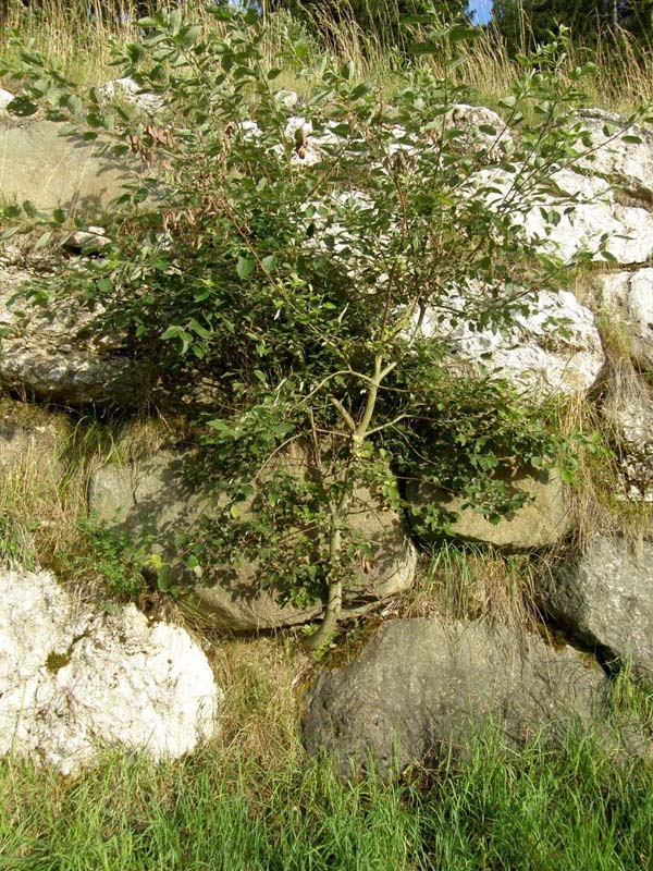 Alberello: cfr. Salix caprea (Salicaceae)
