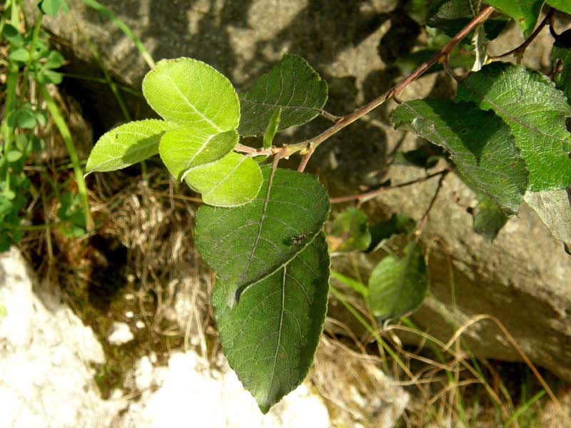 Alberello: cfr. Salix caprea (Salicaceae)