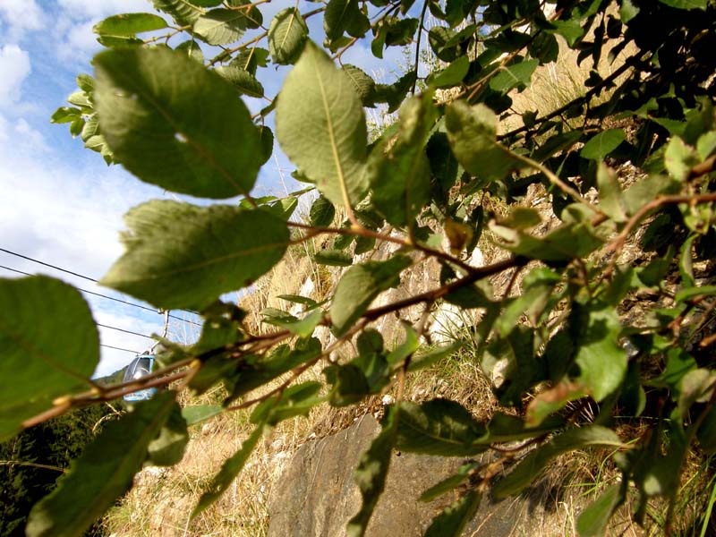 Alberello: cfr. Salix caprea (Salicaceae)