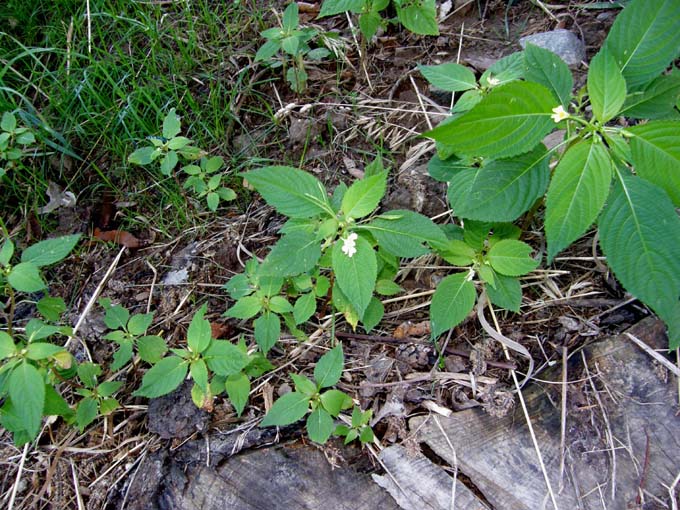 Impatiens parviflora e I. noli-tangere