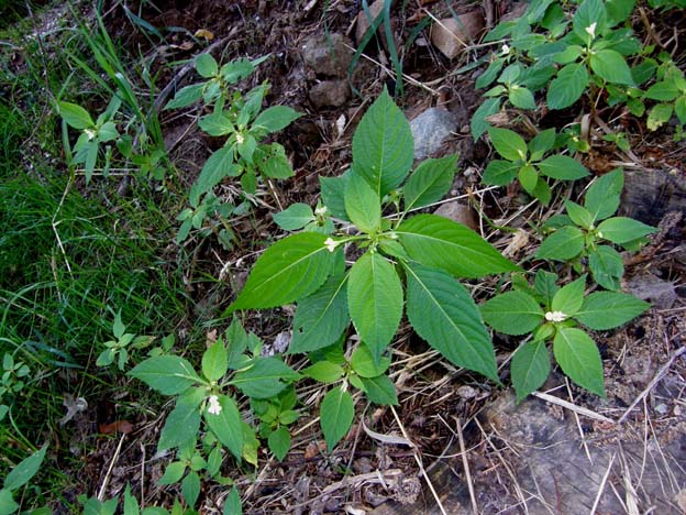 Impatiens parviflora e I. noli-tangere
