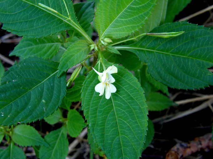 Impatiens parviflora e I. noli-tangere